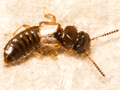 Oxytelus piceus